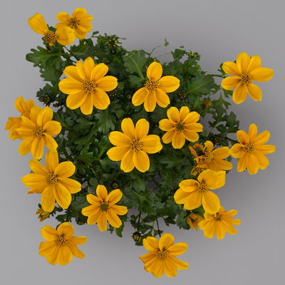 Goldmarie 'Golden Empire™' gelb, Topf-Ø 12 cm, 6er-Set