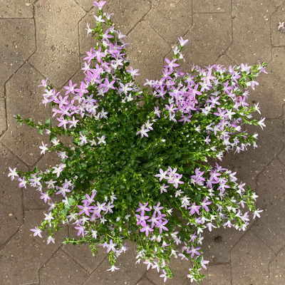 Hängepolster-Glockenblume 'Adansa® Pink' rosa, Topf-Ø 15 cm, 3er-Set