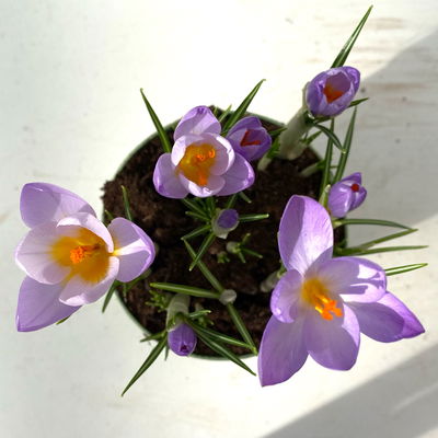 Wildkrokus, lila, Topf-Ø 10,5 cm, 6 Pflanzen