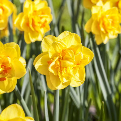 Narzisse 'Sunday Star' gelb, gefüllt, vorgetrieben, Topf-Ø 15 cm, 3 Pflanzen Narzisse 'Sunday Star' gelb, gefüllt, vorgetrieben, Topf-Ø 15 cm, 3 Pflanzen