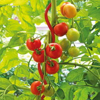 Tomatenspirale 'COLORATA', rot, H110 x Ø5 cm