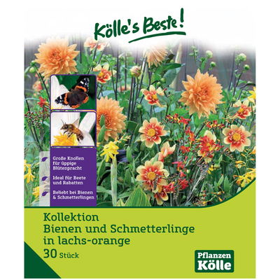 Blumenknollen Bienen & Schmetterlinge Mischung, lachs-orange, 30 Blumenzwiebeln