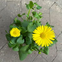 Gemswurz, gelb, Topf-Ø 13 cm, 6 Pflanzen Gemswurz, gelb, Topf-Ø 13 cm, 6 Pflanzen