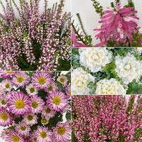 Pflanzenkreation Herbstromantik, rosa-weiß, 5 Pflanzen inkl. Erde