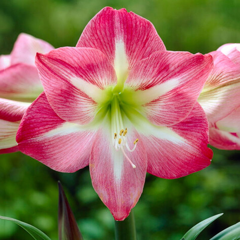 Gewachste XL-Amaryllis- Zwiebel, rosa-weiße Blüte, Dekor 'Basic White'