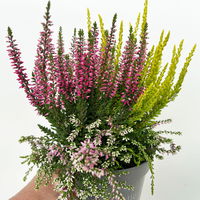 Knospenheide 'Beautybelle®', Mix zufällig, Topf-Ø 11 cm, 6 Pflanzen
