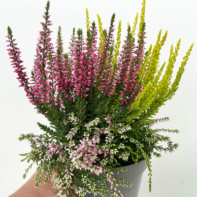 Knospenheide 'Beautybelle®', Mix zufällig, Topf-Ø 11 cm, 6 Pflanzen Knospenheide 'Beautybelle®', Mix zufällig, Topf-Ø 11 cm, 6 Pflanzen