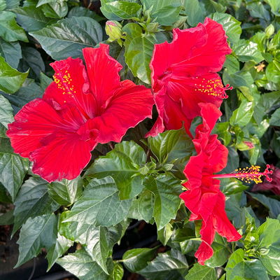 Hibiskus, rot, Stamm, Topf-Ø 23 cm, Höhe ca. 120 cm