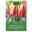 Kölles Beste Tulpe 'Spring Surprise®', rotweiß, 7 Blumenzwiebeln