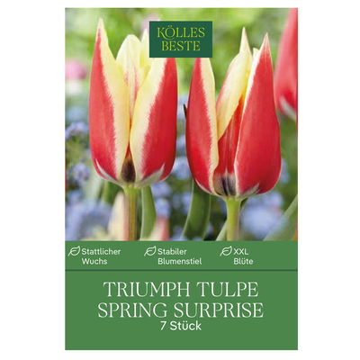 Kölles Beste Tulpe 'Spring Surprise®', rotweiß, 7 Blumenzwiebeln