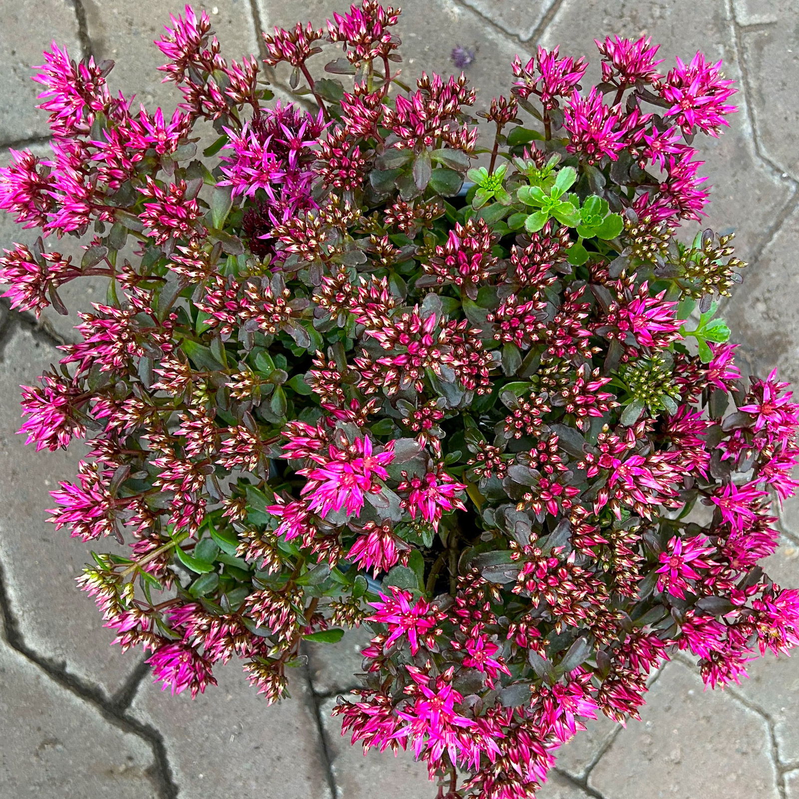 Sedum spurium ''Spot On® Deep Rose', dunkelrosa, Topf-Ø 13 cm, 6er-Set