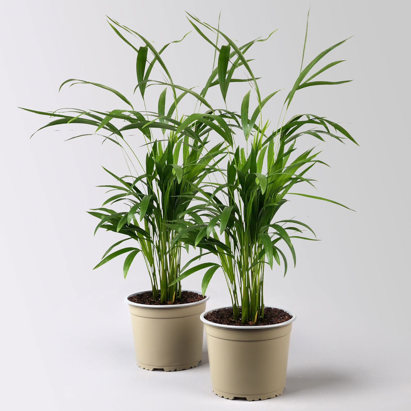 Goldfruchtpalme, Topf-Ø 17 cm, Höhe ca. 60 cm, 2 Pflanzen