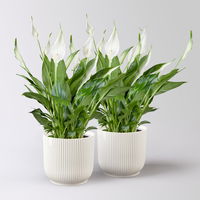 Einblatt 'Bellini', Topf-Ø 13 cm, inkl. Übertopf Vibes weiß, 2 Pflanzen Einblatt 'Bellini', Topf-Ø 13 cm, inkl. Übertopf Vibes weiß, 2 Pflanzen