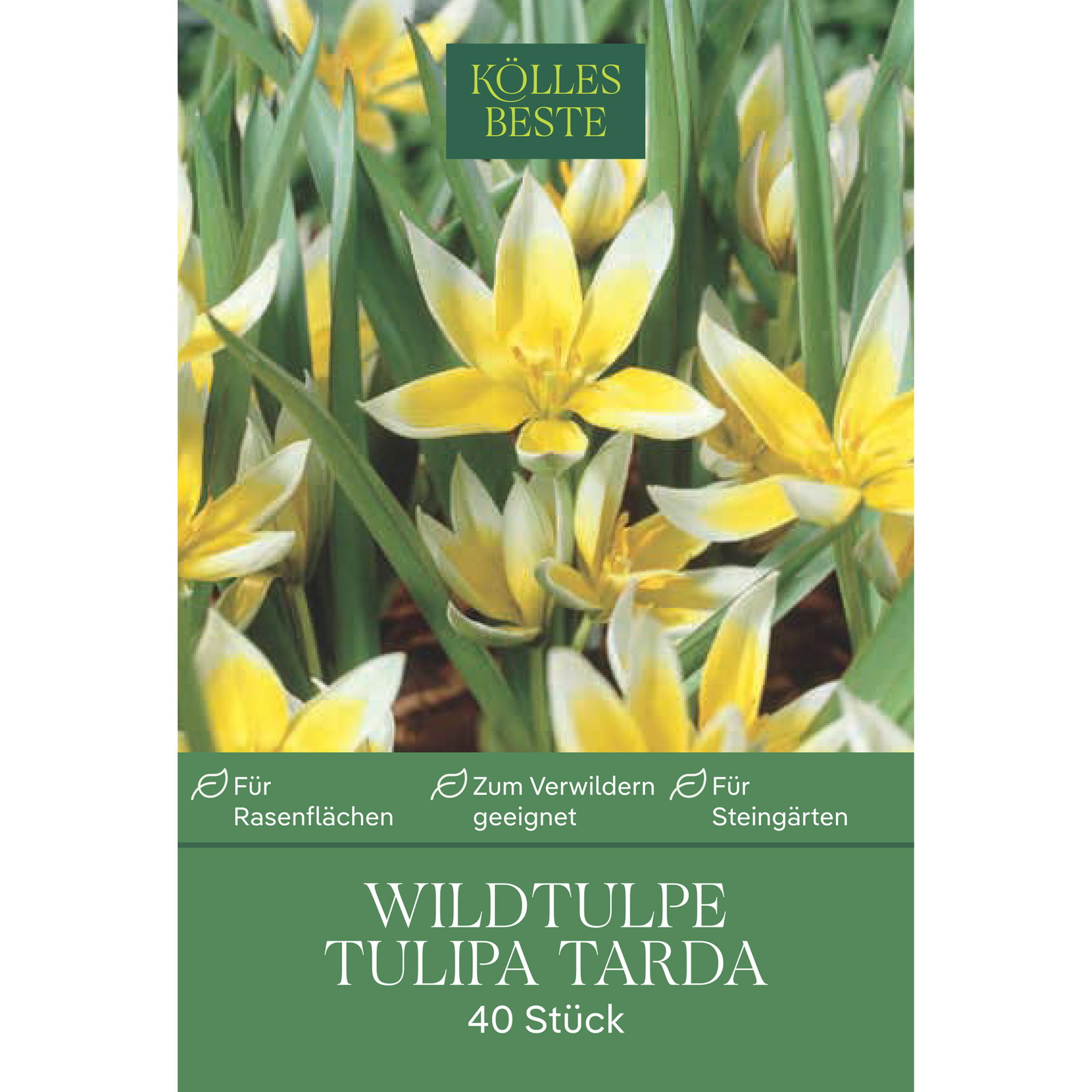 Wildtulpen Dasystemon Tarda weiß mit gelbem Auge, 40 Blumenzwiebeln