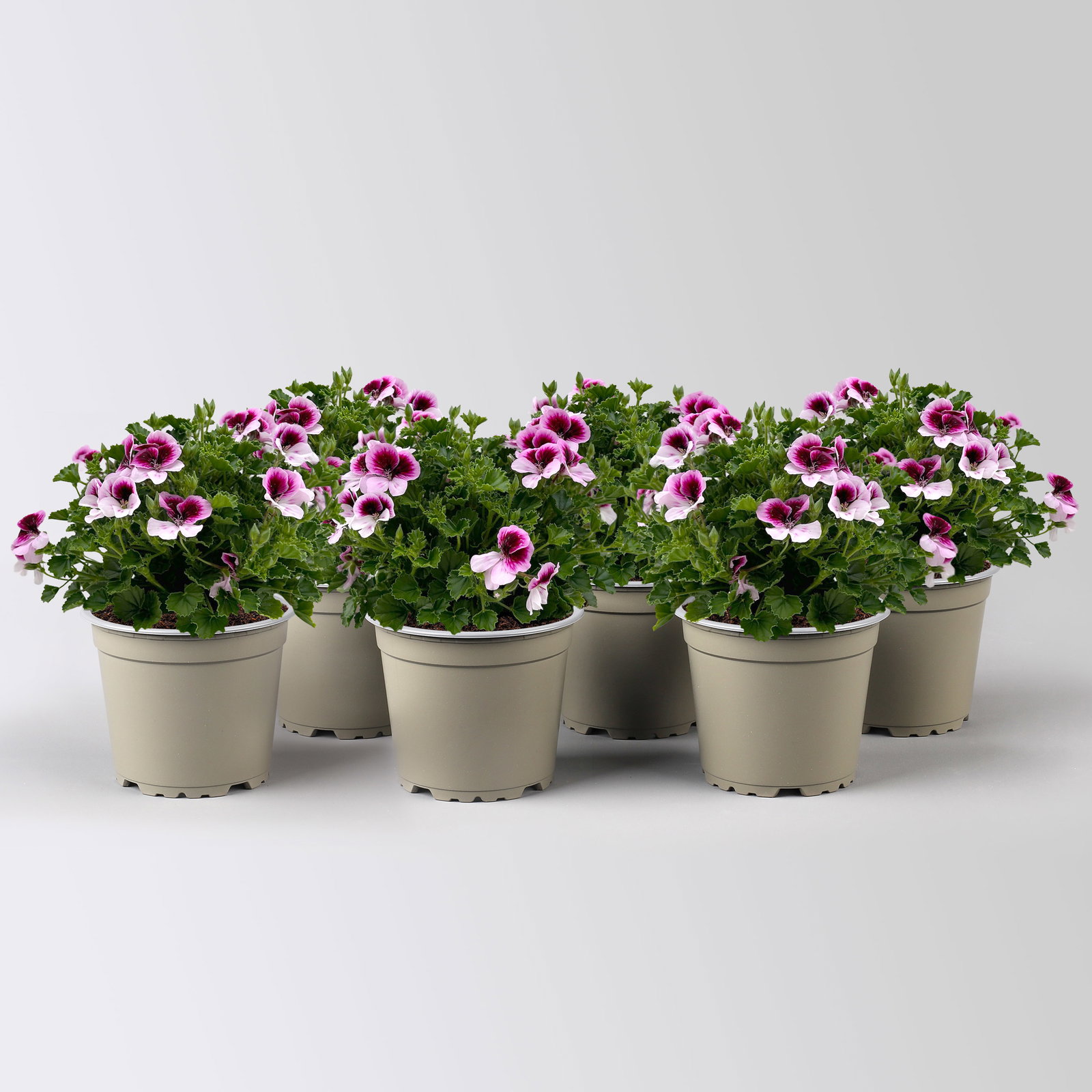Geranie 'Angel® Indy®', rosa-pink, Topf-Ø 12 cm, 6 Pflanzen