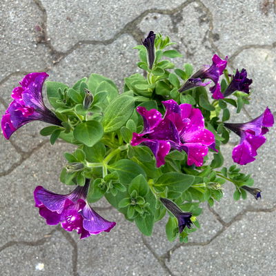 Petunien 'Circus Sky®' pink-weiß, hängend, Topf-Ø 13 cm, 6 Pflanzen