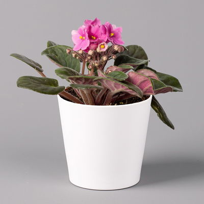 Usambaraveilchen in Keramiktopf Dallas weiß, pink, Topf-Ø 12 cm, 3er-Set Usambaraveilchen in Keramiktopf Dallas weiß, pink, Topf-Ø 12 cm, 3er-Set