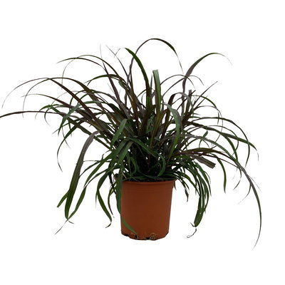 Lampenputzergras 'Vertigo',dunkellaubig, Topf-Ø 19 cm, 2 Stück Lampenputzergras 'Vertigo',dunkellaubig, Topf-Ø 19 cm, 2 Stück