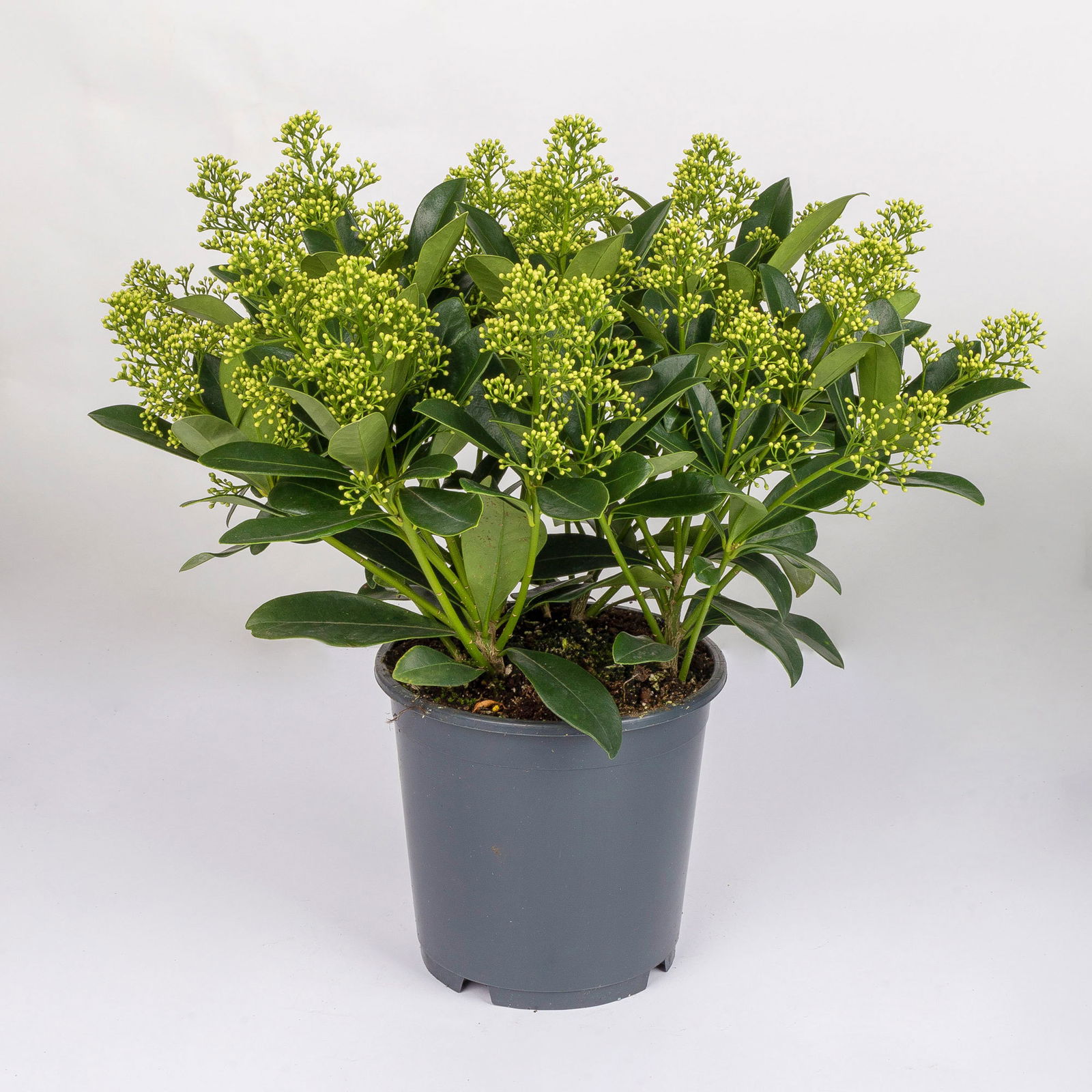 Blütenskimmie 'Finchy', Skimmia japonica, weiß, Topf-Ø 19 cm