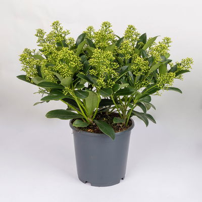 Blütenskimmie 'Finchy', Skimmia japonica, weiß, Topf-Ø 19 cm Blütenskimmie 'Finchy', Skimmia japonica, weiß, Topf-Ø 19 cm