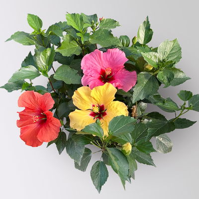 Hibiskus 'Trio', gelb-rot-rosa, Topf-Ø 27 cm Hibiskus 'Trio', gelb-rot-rosa, Topf-Ø 27 cm