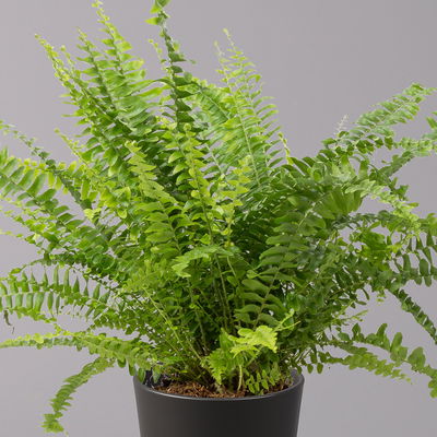 Schwertfarn 'Green Lady' in Keramiktopf Dallas anthrazit, Topf-Ø 12 cm, 3er-Set