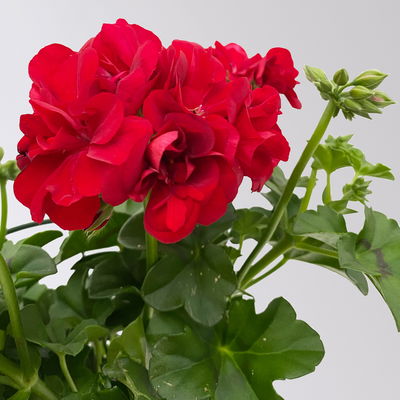 Geranie 'Medio Karolina Dark Red' rot, hängend, Topf-Ø 13 cm, 6er-Set