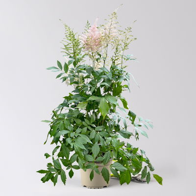 Astilbe arendsii, rosa, Topf-Ø 15 cm