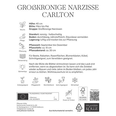 Narzissen 'Carlton Großkronig'®, 25 Zwiebeln, gelb, Gr. 12/14