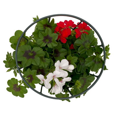 Geranie 'Villetta®' Duo, rot-weiß, hängend, Topf-Ø 14 cm, 4 Pflanzen Geranie 'Villetta®' Duo, rot-weiß, hängend, Topf-Ø 14 cm, 4 Pflanzen