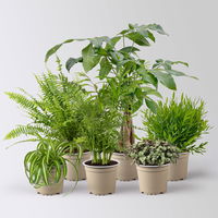 Grünpflanzenkreation 'Tierfreund', Topf-Ø 12 cm, 6 Pflanzen