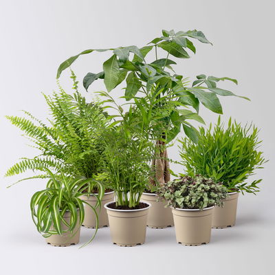 Grünpflanzenkreation 'Tierfreund', Topf-Ø 12 cm, 6 Pflanzen
