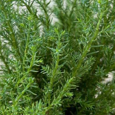 Kegelzypresse 'Snow White'®, Topf-Ø 9 cm, 8 Pflanzen Kegelzypresse 'Snow White'®, Topf-Ø 9 cm, 8 Pflanzen