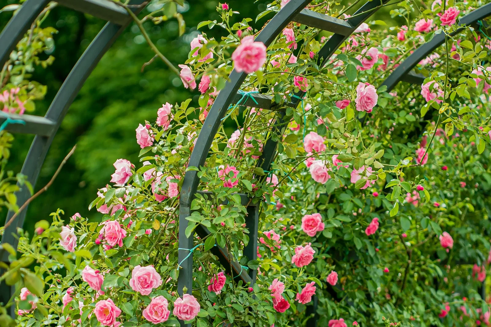 Rosenbogen mit rosa Ramblerosen
