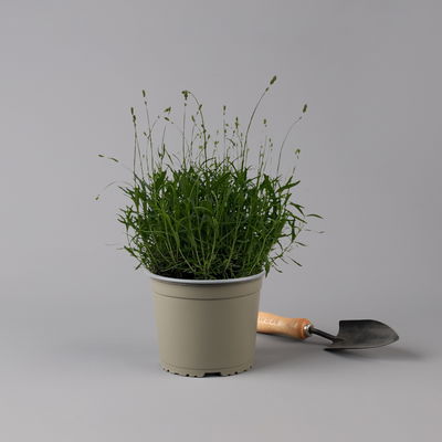 Lavendel 'Munstead', blauviolett, Topf-Ø 19 cm, 2er-Set Lavendel 'Munstead', blauviolett, Topf-Ø 19 cm, 2er-Set