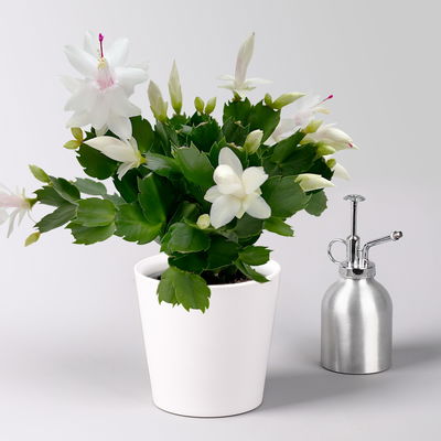 Weihnachtskaktus, weiß, mit Übertopf Dallas weiß, Topf-Ø 12 cm, 2 Pflanzen