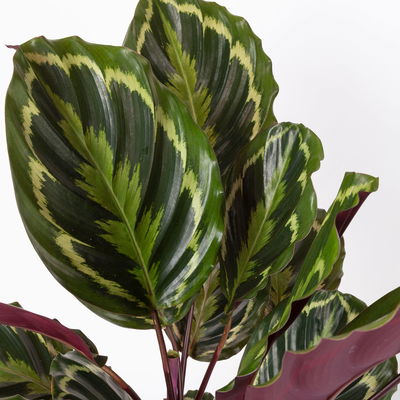 Calathea 'Medaillon', Topf-Ø 19 cm, Höhe ca. 60-80 cm Calathea 'Medaillon', Topf-Ø 19 cm, Höhe ca. 60-80 cm