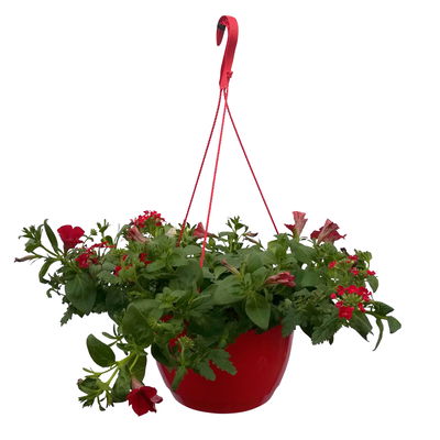 gemischte Sommerblumen-Ampel, rot, Ampeltopf-Ø 27 cm