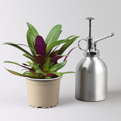 Grünpflanzenset für Grüne Wand, bunter Mix, Topf-Ø 8,5 cm, 12 Pflanzen