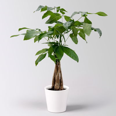 Glückskastanie, inkl. Keramiktopf Dallas weiß, Topf-Ø 12 cm Glückskastanie, inkl. Keramiktopf Dallas weiß, Topf-Ø 12 cm