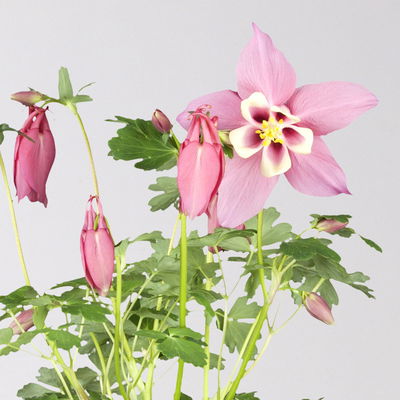 Langspornige Akelei 'Spring Magic®', Farbe zufällig, Topf-Ø 13 cm, 6er-Set Langspornige Akelei 'Spring Magic®', Farbe zufällig, Topf-Ø 13 cm, 6er-Set