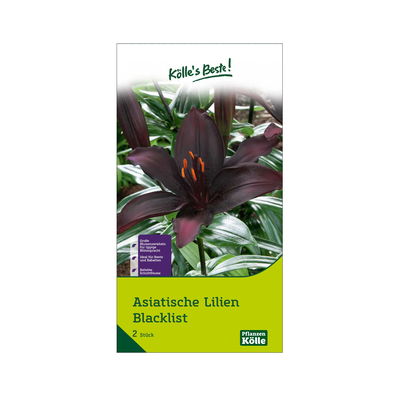 Asiatische Lilie 'Blacklist', schwarz-dunkelrot, Größe 16/18, 2 Blumenknollen Asiatische Lilie 'Blacklist', schwarz-dunkelrot, Größe 16/18, 2 Blumenknollen