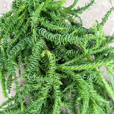 Sicheltanne 'Rasen Sugi' im Handbund, 3 Bund