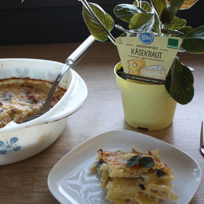 Blu Bio Käsekraut, Topf-Ø 12 cm, 6er Set Blu Bio Käsekraut, Topf-Ø 12 cm, 6er Set