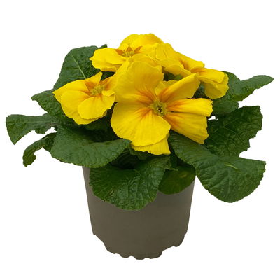 Primel gelb, Topf-Ø 10,5 cm, 8 Pflanzen Primel gelb, Topf-Ø 10,5 cm, 8 Pflanzen