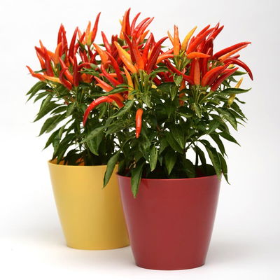 Blu Bio Paprikapflanze 'Paprikaños', Topf-Ø 15 cm, 3er Set Blu Bio Paprikapflanze 'Paprikaños', Topf-Ø 15 cm, 3er Set