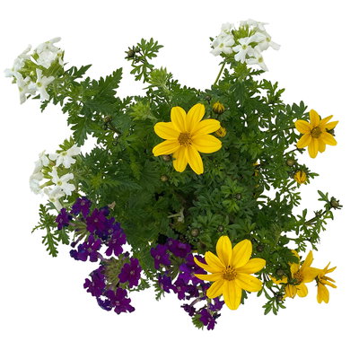 Sommerblumen Mix TrioMio™ bunt, Mix zufällig, Topf-Ø 12 cm, 6er-Set