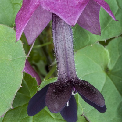 Rhodochiton purrpurrot/lila, Pyramide, Topf-Ø 13 cm, 2er-Set