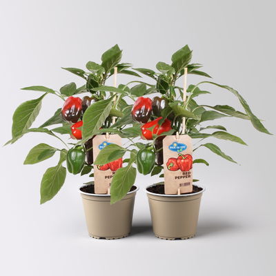 Paprikapflanzen 'Pick-&-Joy® Red Pepper', Topf-Ø 14 cm, 2 Pflanzen