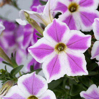 Petunie 'Cascadia Lilac Frost' flieder-weiß, hängend, Topf-Ø 13 cm, 6 Pflanzen